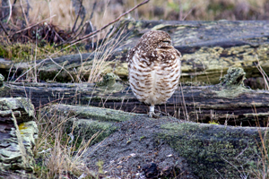 Burrowing Owl